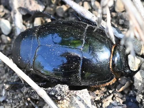 Pactolinus major